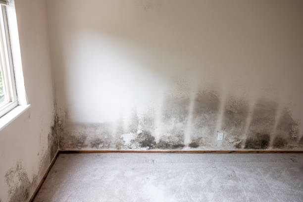 Best HVAC Mold Inspection and Cleaning  in Untain Grove, MO