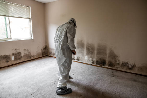 Best Mold Odor Removal Services  in Untain Grove, MO